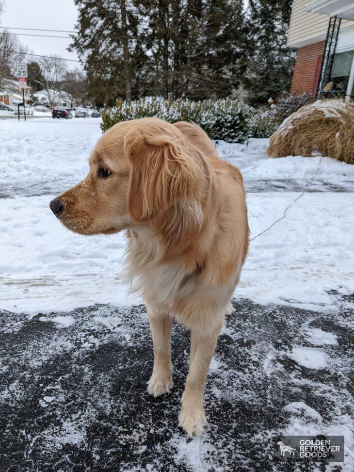 1.5 year old golden retriever fur feathering
