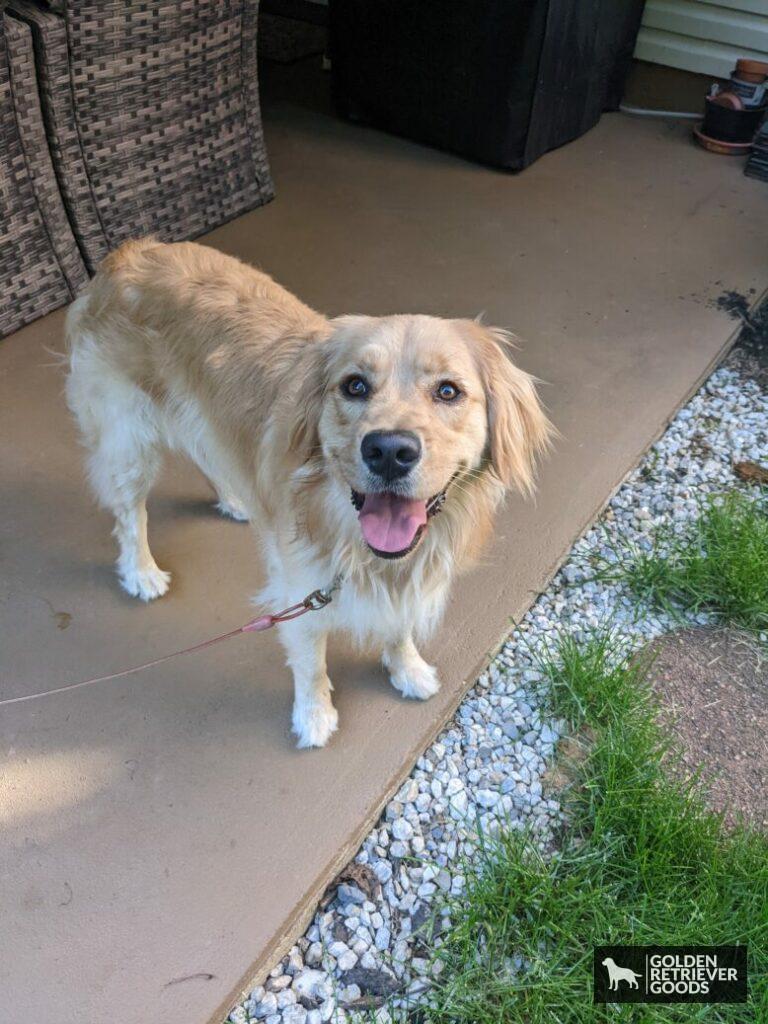 how often do golden retrievers poop? a golden retriever standing outside ready to go to the bathroom