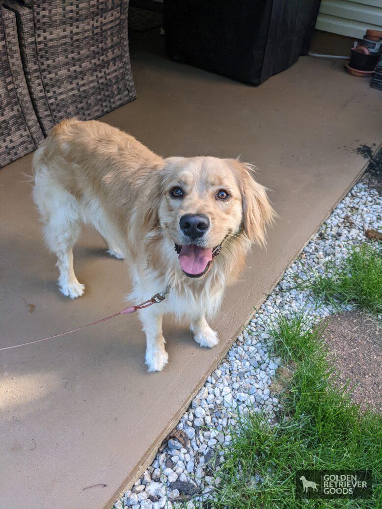 How Often Do Golden Retrievers Poop? Golden Retriever Goods