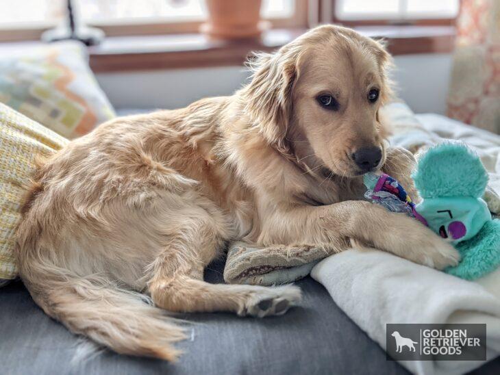 2 year old golden retriever on couch