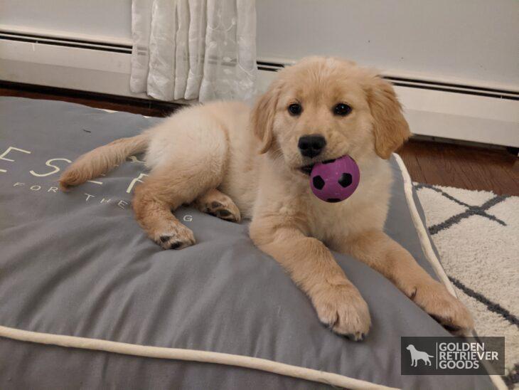 8 week old golden retriever puppy with ball