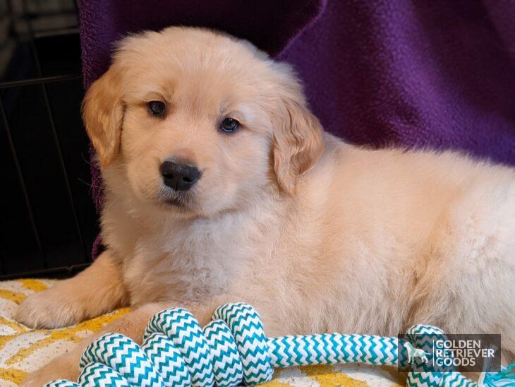 fluffy puppy fur golden retriever