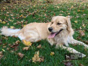 Golden Retriever Dog Breed Overview: A Comprehensive Guide
