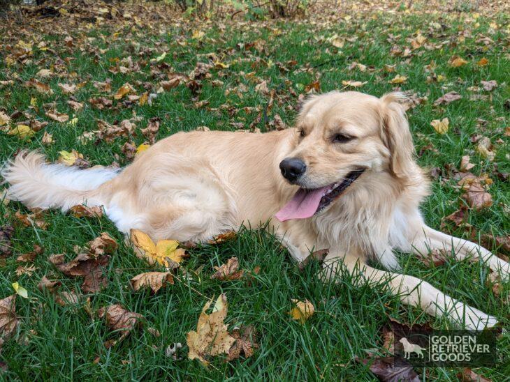 golden retriever breed overview - golden retriever laying in the grass outside