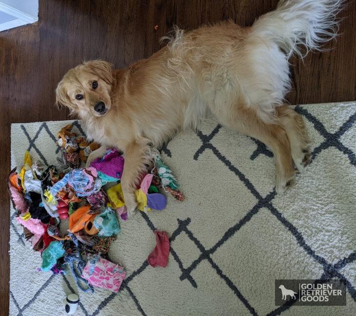2 year old golden retriever with pile of toys