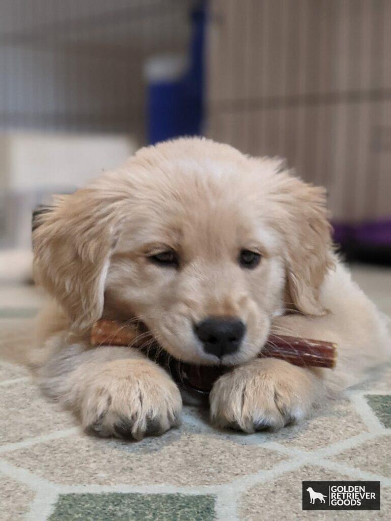 How Much Are Golden Retrievers Puppies?