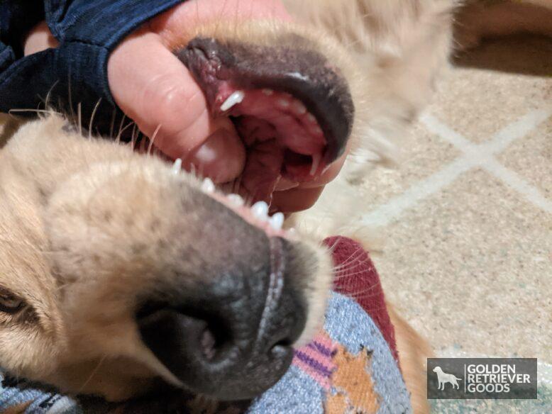How Many Teeth Do Golden Retrievers Have? Golden Retriever Goods