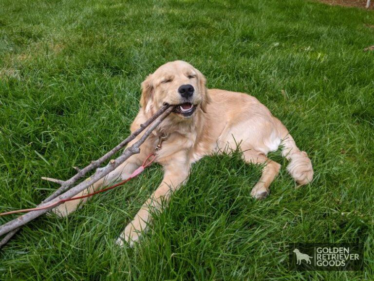 Why Do Golden Retrievers Eat Everything?