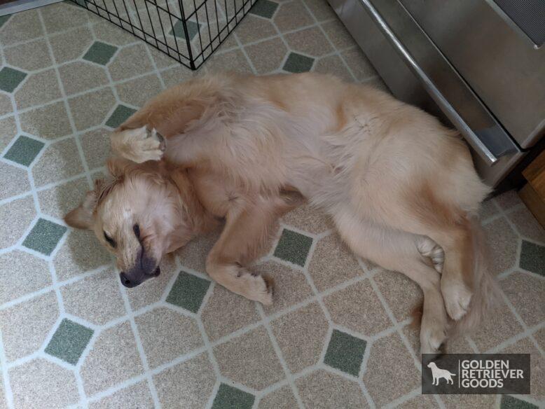 What Are the 3 Types of Golden Retrievers? Golden retriever laying on her back