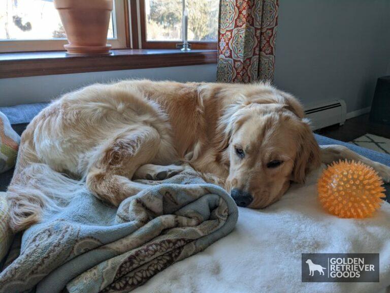 How Fast Are Golden Retrievers?