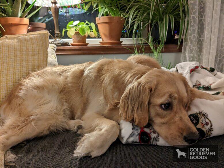 How Much Should Golden Retrievers Weigh? Golden retriever lounging on the couch