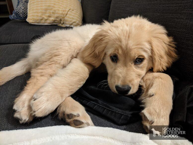male or female golden retriever pros and cons - a female golden retriever puppy on a couch