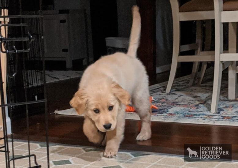 when do golden retrievers tails get fluffy? a young golden retriever with a thin tail
