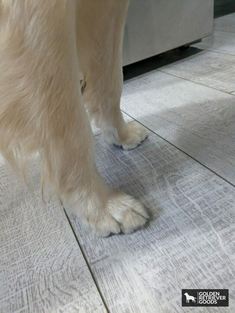 the top of a golden's paw fur, recently trimmed