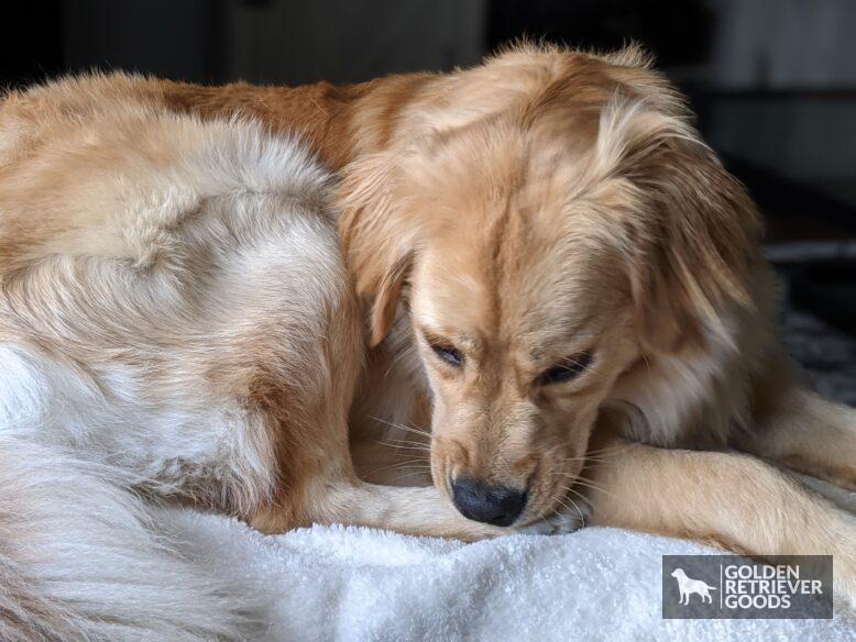 why do golden retrievers chew on their paws? a golden retriever biting her back paw