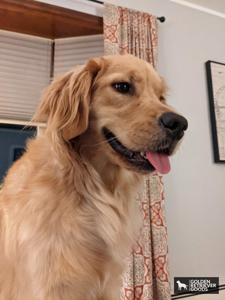 do golden retrievers drool a lot? a golden retriever sitting on a couch with her tongue out, ready to drool
