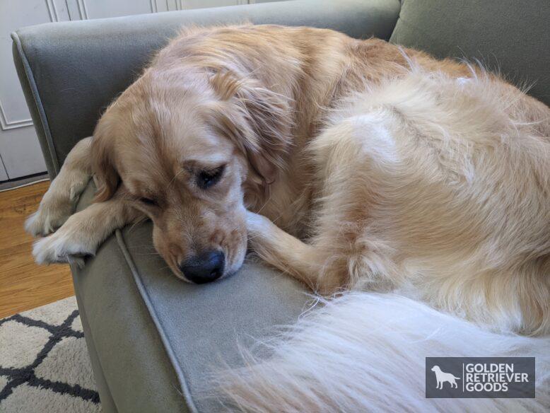 Why Do Golden Retrievers Grunt? a female golden retriever lying curled up on a couch.