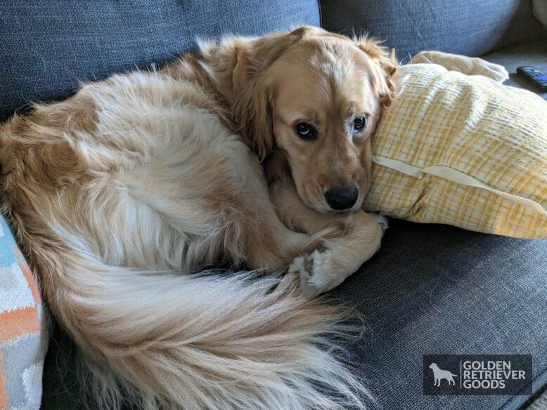 Why Do Golden Retrievers Get Hot Spots? A golden retriever curled up on a couch between two pillows