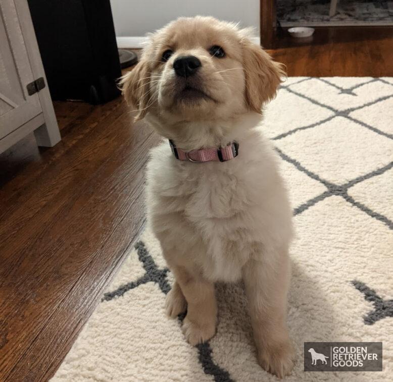 Why Do Golden Retrievers Howl? A golden retriever puppy about to howl