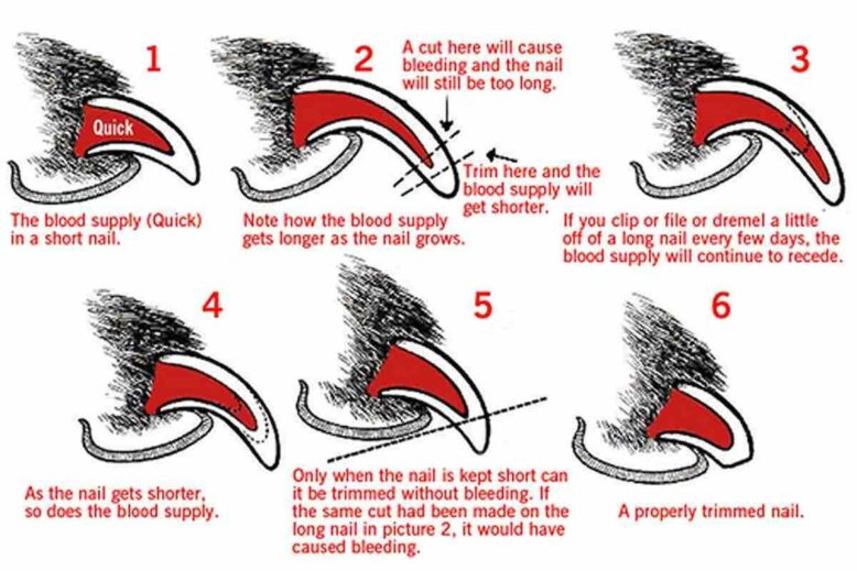 golden retriever nail trimming graphic showing where the quick is and how to clip without cutting it.