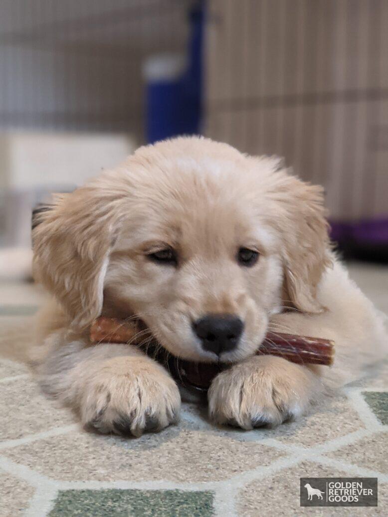 How Long Should A Golden Retriever's Nails Be? Golden Retriever Goods