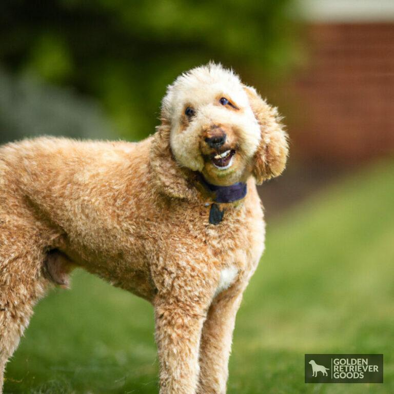 Golden Retriever Poodle Mix