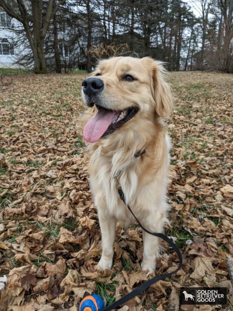 why are golden retrievers so nice? a golden retriever standing in leaves smiling