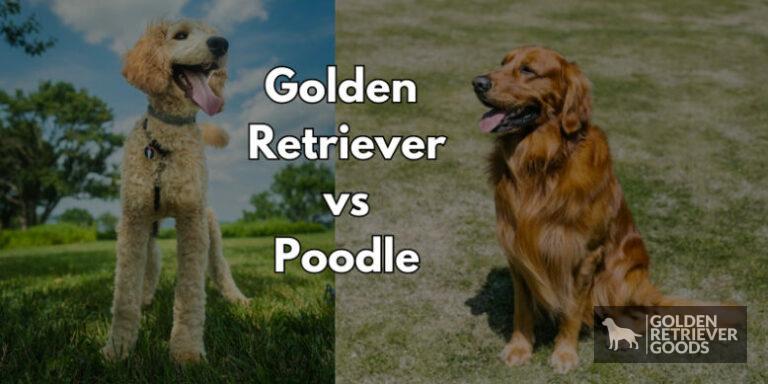 Golden Retriever vs Poodle: Choosing A Breed