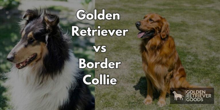 Golden Retriever vs Border Collie: Choosing A Breed