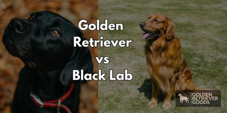 Golden Retriever vs Black Lab: Choosing A Breed