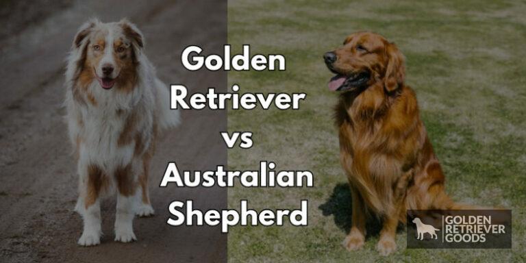 Golden Retriever vs Australian Shepherd: Choosing A Breed