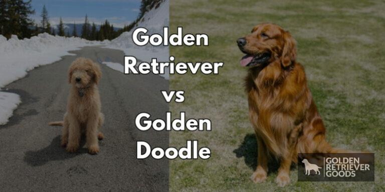 Golden Retriever vs Goldendoodle: Choosing A Breed