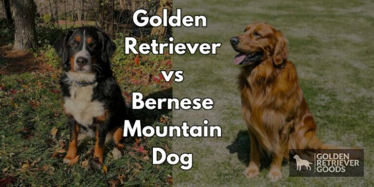 Golden Retriever vs Bernese Mountain Dog: Choosing A Breed