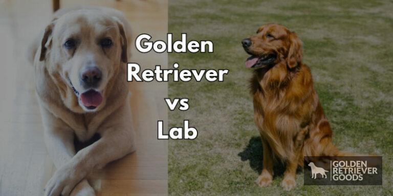 Golden Retriever vs Labrador Retriever: Choosing A Breed