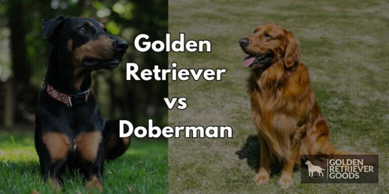 Golden Retriever vs Doberman: Choosing A Breed