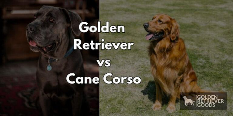Golden Retriever vs Cane Corso: Choosing A Breed