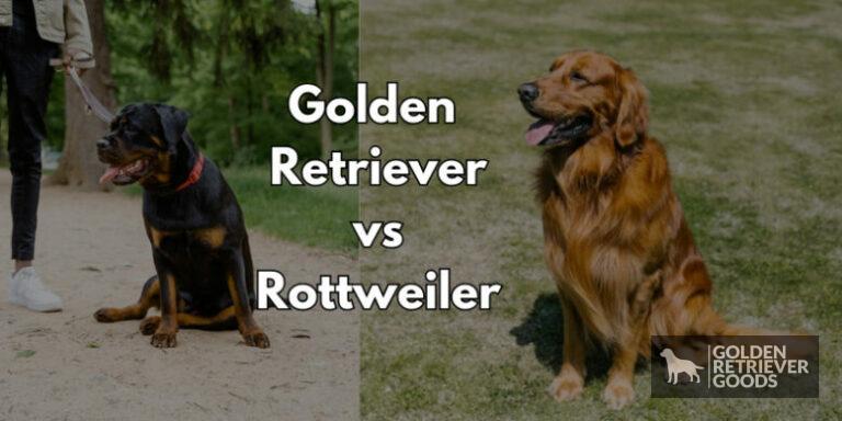 Golden Retriever vs Rottweiler: Choosing A Breed