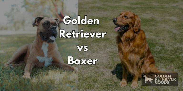 Golden Retriever vs Boxer: Choosing A Breed