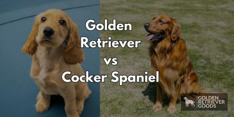 Golden Retriever vs Cocker Spaniel: Choosing A Breed