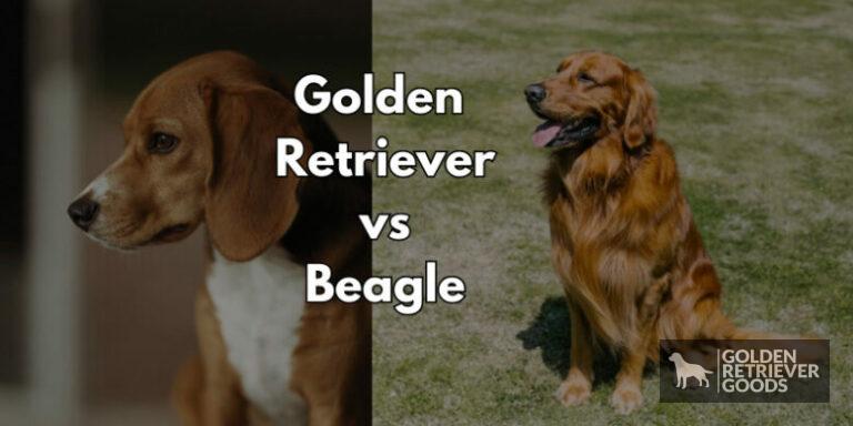 Golden Retriever vs Beagle: Choosing A Breed