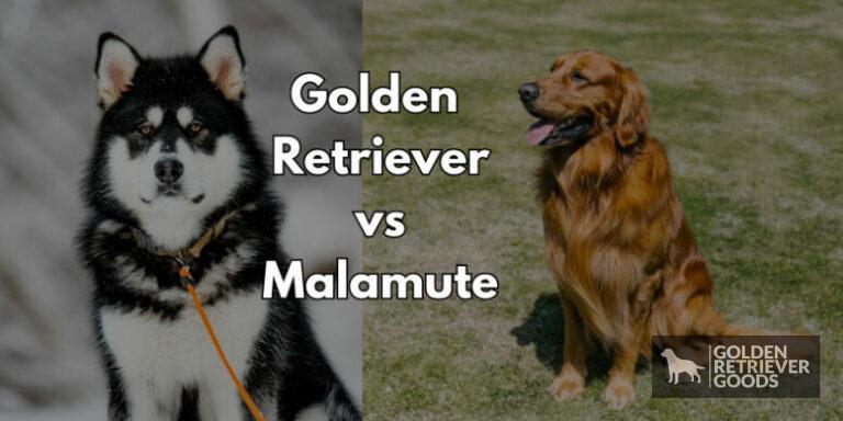 Golden Retriever vs Alaskan Malamute: Choosing A Breed