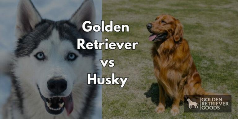 Golden Retriever vs Siberian Husky: Choosing A Breed