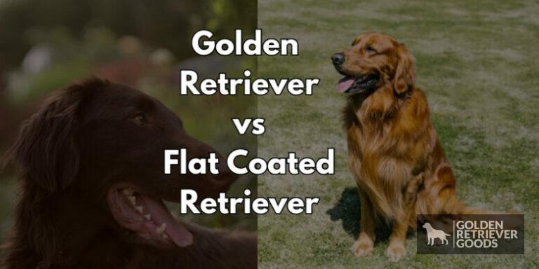 Golden Retriever vs Flat Coated Retriever: Choosing A Breed