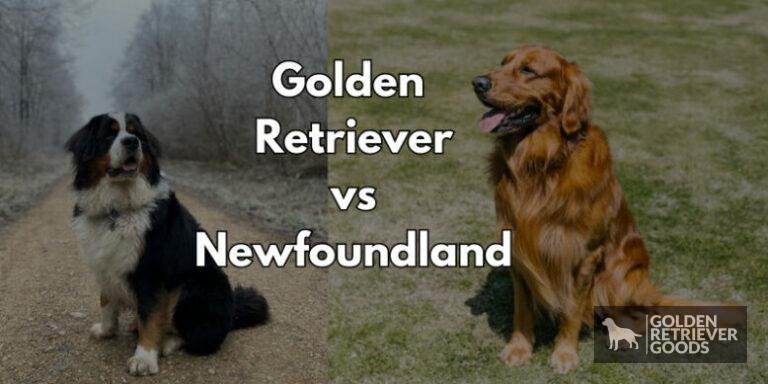 Golden Retriever vs Newfoundland: Choosing A Breed