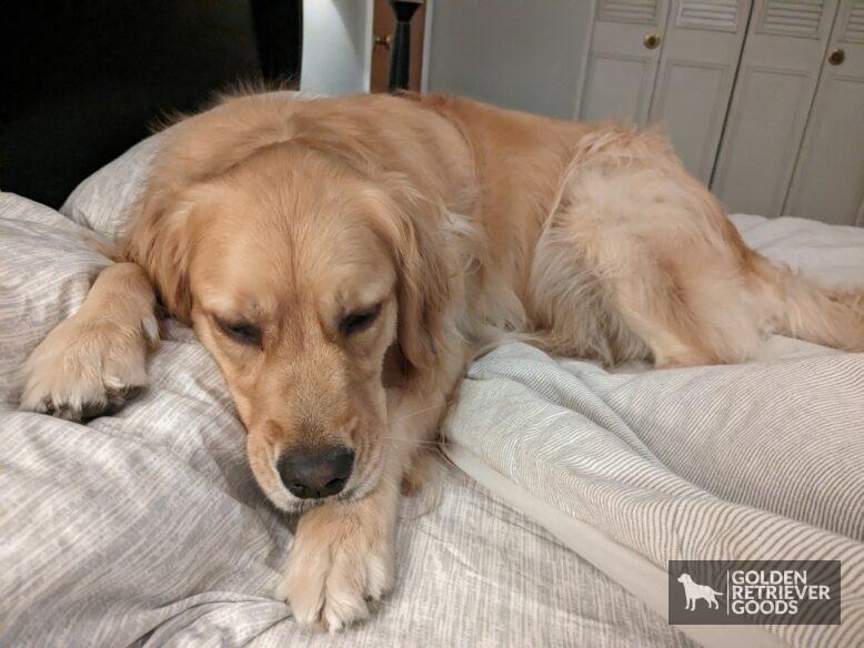 Can Golden Retrievers Be Lazy?