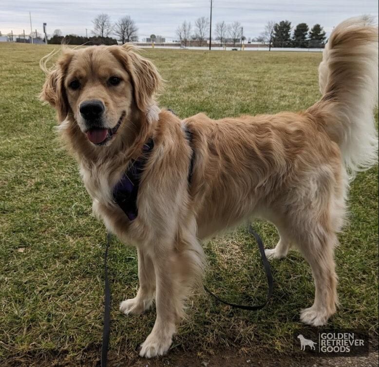 Golden Retriever Coat Stages Full Coat Timeline Golden Retriever Goods