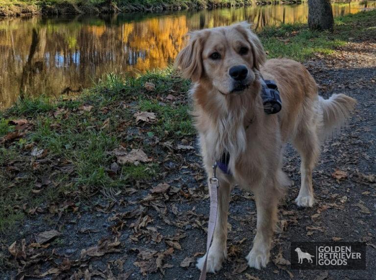 Dogs Similar to Golden Retrievers: 5 Breeds to Consider