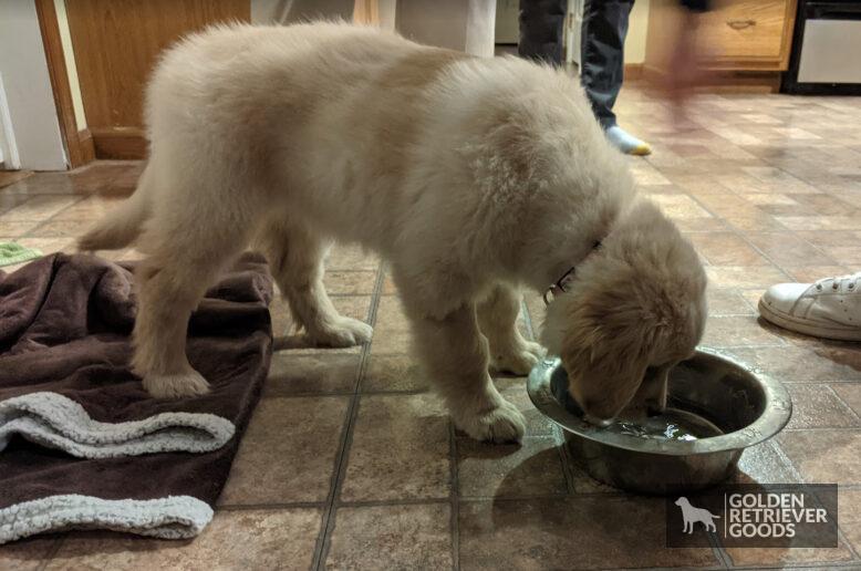 Can Golden Retrievers Free Feed?