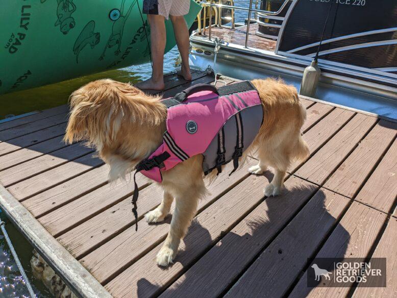 Do Golden Retrievers Need Life Jackets?