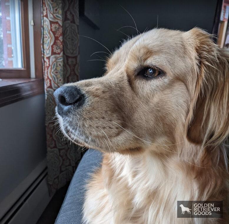 Can Golden Retrievers Live in Small Houses?